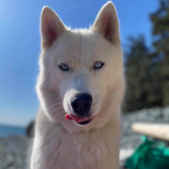 Meet your Posher, Alex - Picture 1 of 1